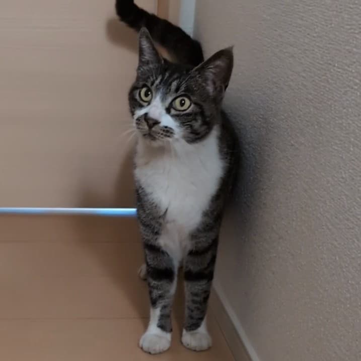 チーちゃんの写真1