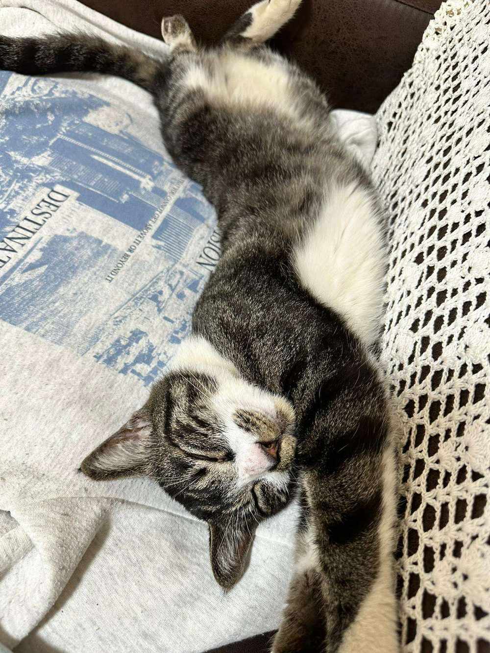 チーちゃんの写真2