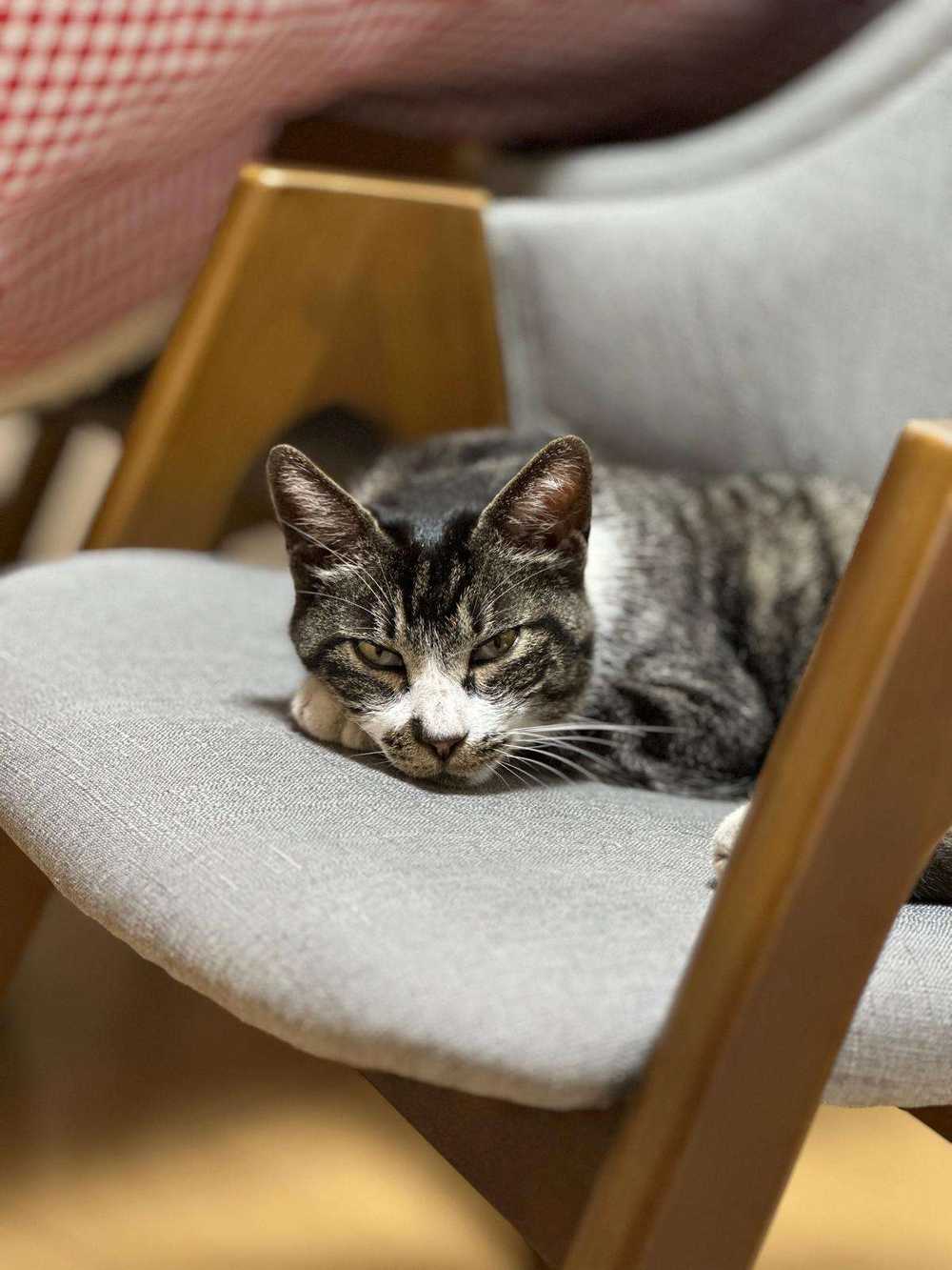 チーちゃんの写真3